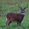 Whitetails - Trophy Whitetails - Boone and Crockett Club - Big Game