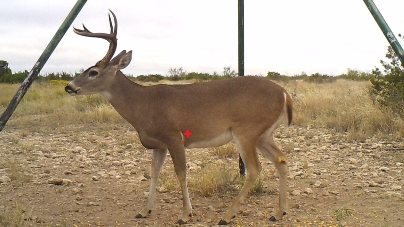 Aim Low, It's the Way To Go! | Western Whitetail | Big Game Hunting
