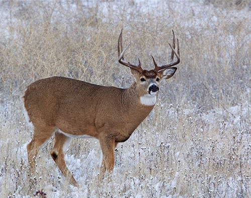 Great Whitetail of the Woods | Western Whitetail | Big Game Hunting ...